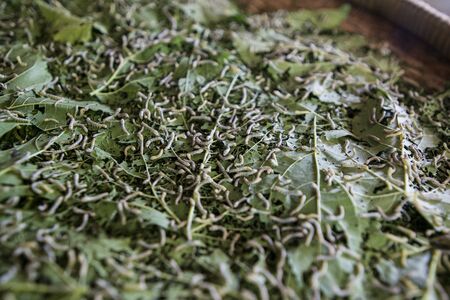 a silk fproduction at the silk Island or Koh Dach near the city of Phnom Penh of Cambodia.  Cambodia, Phnom Penh, November, 2017,のeditorial素材