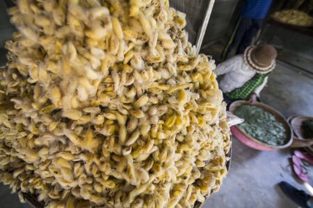 Silk Cocoon at a silk production at the silk Island or Koh Dach near the city of Phnom Penh of Cambodia.  Cambodia, Phnom Penh, November, 2017,のeditorial素材