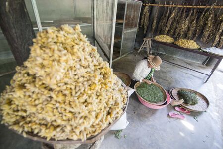Silk Cocoon at a silk production at the silk Island or Koh Dach near the city of Phnom Penh of Cambodia.  Cambodia, Phnom Penh, November, 2017,のeditorial素材