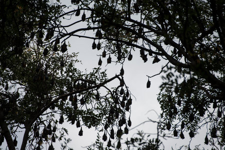 A tree with a Bat colony at the old Colonial Governors House in the city of Kampong Thom of...