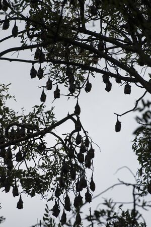A tree with a Bat colony at the old Colonial Governors House in the city of Kampong Thom of Cambodia.  Cambodia, Kampong Thom, November, 2017,のeditorial素材