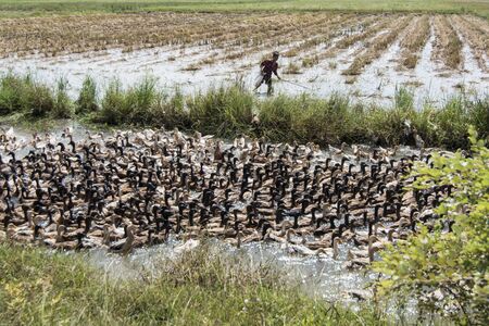 a duck farm at a water Khmer Management System and canal in the fields and lndscape near the city of Kampong Thom of Cambodia.  Cambodia, Kampong Thom, November, 2017,のeditorial素材