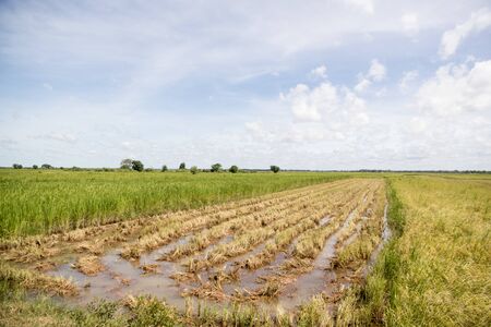 a ricefield at a water Khmer Management System and canal in the fields and lndscape near the city of Kampong Thom of Cambodia.  Cambodia, Kampong Thom, November, 2017,のeditorial素材
