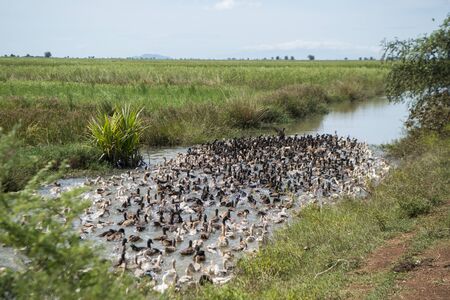 a duck farm at a water Khmer Management System and canal in the fields and lndscape near the city of Kampong Thom of Cambodia.  Cambodia, Kampong Thom, November, 2017,のeditorial素材
