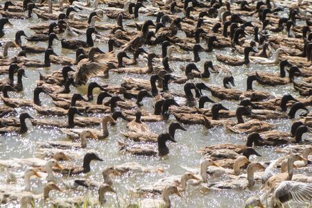 a duck farm at a water Khmer Management System and canal in the fields and lndscape near the city of Kampong Thom of Cambodia.  Cambodia, Kampong Thom, November, 2017,のeditorial素材