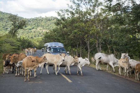 cows on a road near the town of Sra Em in the province of Preah Vihear in Northwest Cambodia.  Cambodia, Sra Em, November, 2017,のeditorial素材