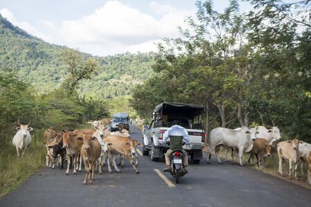 cows on a road near the town of Sra Em in the province of Preah Vihear in Northwest Cambodia.  Cambodia, Sra Em, November, 2017,のeditorial素材
