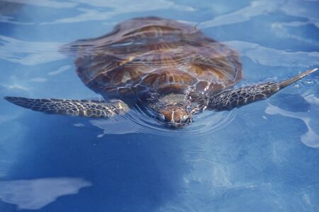 a waterturtle on Isla Mujeres near the city of Cancun on Yucatan in the Province Quintana Roo in Mexico in Central America.     Mexico, Isla Mujeres, January 2009.のeditorial素材