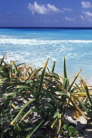 a Beach near Cancun on Yucatan in the Province Quintana Roo in Mexico in Central America.     Mexico, Cancun, January 2009.のeditorial素材