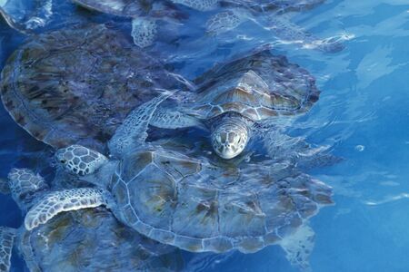 a waterturtle on Isla Mujeres near the city of Cancun on Yucatan in the Province Quintana Roo in Mexico in Central America.     Mexico, Isla Mujeres, January 2009.のeditorial素材