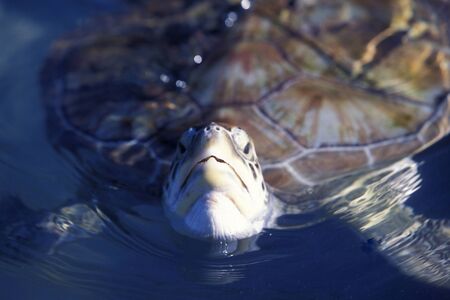 a waterturtle on Isla Mujeres near the city of Cancun on Yucatan in the Province Quintana Roo in Mexico in Central America.     Mexico, Isla Mujeres, January 2009.のeditorial素材