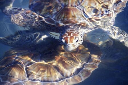 a waterturtle on Isla Mujeres near the city of Cancun on Yucatan in the Province Quintana Roo in Mexico in Central America.     Mexico, Isla Mujeres, January 2009.のeditorial素材