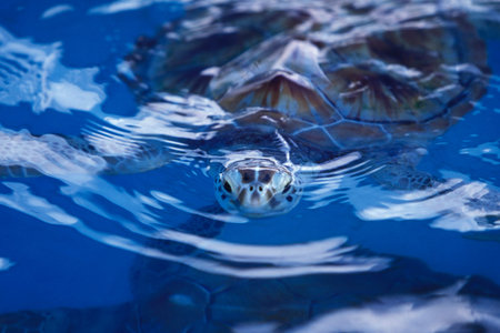 a waterturtle on Isla Mujeres near the city of Cancun on Yucatan in the Province Quintana Roo in...