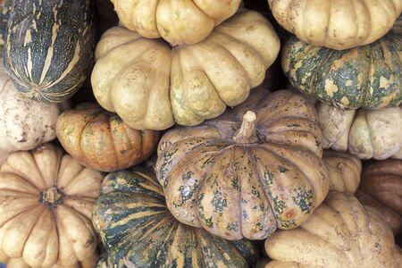 pumpkin at a market in the village on Isla Mujeres near the city of Cancun on Yucatan in the Province Quintana Roo in Mexico in Central America.     Mexico, Isla Mujeres, January 2009.のeditorial素材