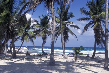 a Beach near Cancun on Yucatan in the Province Quintana Roo in Mexico in Central America.     Mexico, Cancun, January 2009.のeditorial素材
