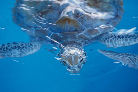 a waterturtle on Isla Mujeres near the city of Cancun on Yucatan in the Province Quintana Roo in Mexico in Central America.     Mexico, Isla Mujeres, January 2009.のeditorial素材