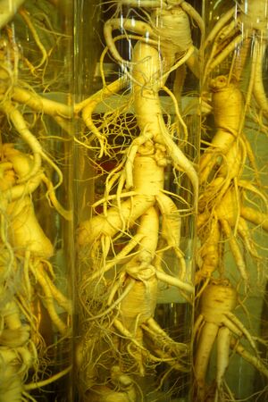 ginseng in a shop on a market in the city of Seoul in South Korea in EastAasia.  Southkorea, Seoul, May, 2006のeditorial素材