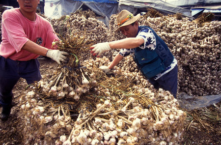 garlic in a shop on a market in the city of Seoul in South Korea in EastAasia.  Southkorea, Seoul,...