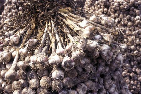 garlic in a shop on a market in the city of Seoul in South Korea in EastAasia.  Southkorea, Seoul, May, 2006のeditorial素材
