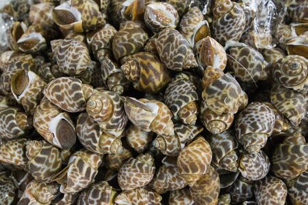 snails a the market at the town of Ang Sila near Bang Saen in the Provinz Chonburi in Thailand.  Thailand, Chonburi, November, 201のeditorial素材