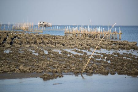 the oyster farms at the coast of the Town of Ang Sila near Beangsaen in the Provinz Chonburi in Thailand.  Thailand, Bangsaen, November, 2018のeditorial素材