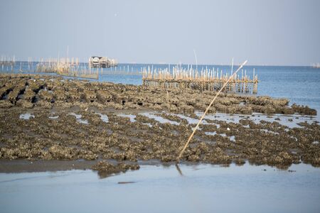 the oyster farms at the coast of the Town of Ang Sila near Beangsaen in the Provinz Chonburi in Thailand.  Thailand, Bangsaen, November, 2018のeditorial素材