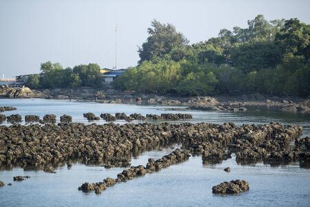 the oyster farms at the coast of the Town of Ang Sila near Beangsaen in the Provinz Chonburi in Thailand.  Thailand, Bangsaen, November, 2018のeditorial素材