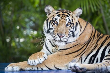 a Tiger at a Tourist Spot at the nong nooch tropical garden near the city of Pattaya in the Provinz Chonburi in Thailand.  Thailand, Pattaya, November, 2018のeditorial素材