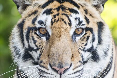 a Tiger at a Tourist Spot at the nong nooch tropical garden near the city of Pattaya in the Provinz Chonburi in Thailand.  Thailand, Pattaya, November, 2018のeditorial素材