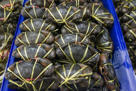 fresh crab at the seafood and fish market at the Naklua Fish Market in the city of Pattaya in the Provinz Chonburi in Thailand.  Thailand, Pattaya, November, 2018のeditorial素材