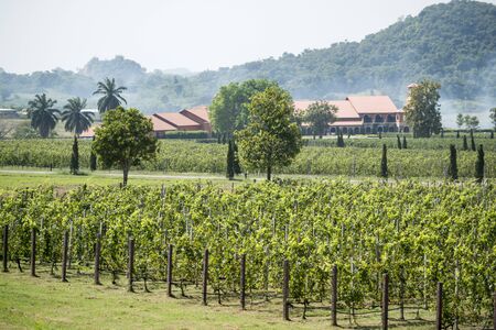the agriculture of the Wineyard of Silver lake near the city of Pattaya in the Provinz Chonburi in Thailand.  Thailand, Pattaya, November, 2018のeditorial素材