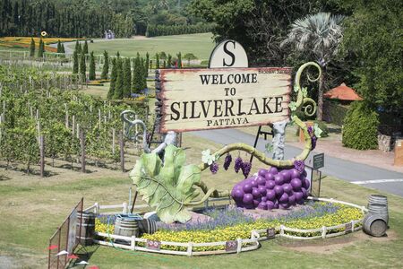 the agriculture of the Wineyard of Silver lake near the city of Pattaya in the Provinz Chonburi in Thailand.  Thailand, Pattaya, November, 2018のeditorial素材