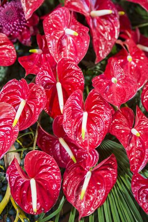 oriental Lilies flowers at the Festa da Flor or Spring Flower Festival in the city of Funchal on the Island of Madeira in the Atlantic Ocean of Portugal.  Madeira, Funchal, April, 2018のeditorial素材