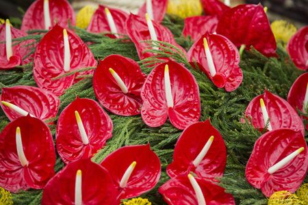 oriental Lilies flowers at the Festa da Flor or Spring Flower Festival in the city of Funchal on the Island of Madeira in the Atlantic Ocean of Portugal.  Madeira, Funchal, April, 2018のeditorial素材