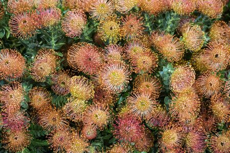 Proteias flowers at the Festa da Flor or Spring Flower Festival in the city of Funchal on the Island of Madeira in the Atlantic Ocean of Portugal.  Madeira, Funchal, April, 2018のeditorial素材