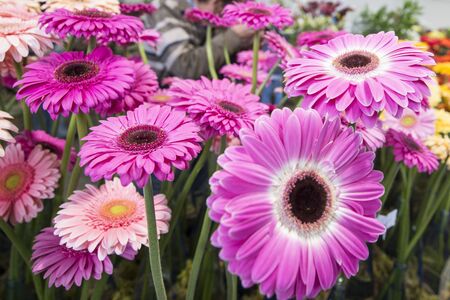 colorfull flowers at the Festa da Flor or Spring Flower Festival in the city of Funchal on the Island of Madeira in the Atlantic Ocean of Portugal.  Madeira, Funchal, April, 2018のeditorial素材