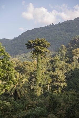 a large Tree in a Teak Forest at the Wat Phra That In Khaen Temple near the city of  Phrae in the north of Thailand.  Thailand, Phrae November, 2018.のeditorial素材