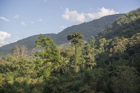 a large Tree in a Teak Forest at the Wat Phra That In Khaen Temple near the city of  Phrae in the north of Thailand.  Thailand, Phrae November, 2018.のeditorial素材