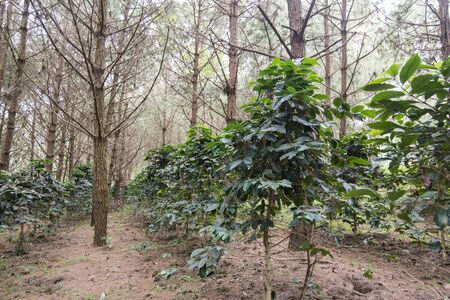 coffee fruits and Beans at a coffee plantation at the Phu Hin Rong Kla national park near the city of  Phitsanulok in the north of Thailand.  Thailand, Phitsanulok, November, 2018.のeditorial素材