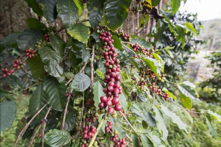 coffee fruits and Beans at a coffee plantation at the Phu Hin Rong Kla national park near the city of  Phitsanulok in the north of Thailand.  Thailand, Phitsanulok, November, 2018.のeditorial素材