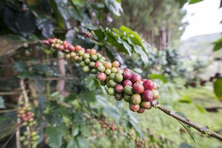 coffee fruits and Beans at a coffee plantation at the Phu Hin Rong Kla national park near the city of  Phitsanulok in the north of Thailand.  Thailand, Phitsanulok, November, 2018.のeditorial素材