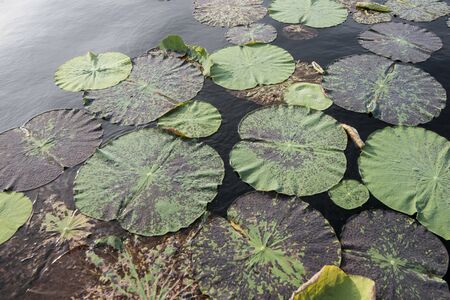 a Lotus Flower plantation at the Kamping Pouy Lake near the city of Battambang in Cambodia.  Cambodia, Battambang, November, 2018のeditorial素材