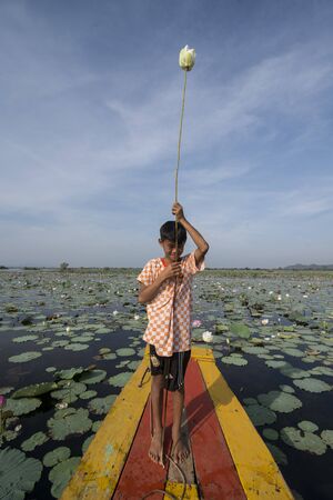 a Lotus Flower plantation at the Kamping Pouy Lake near the city of Battambang in Cambodia.  Cambodia, Battambang, November, 2018のeditorial素材