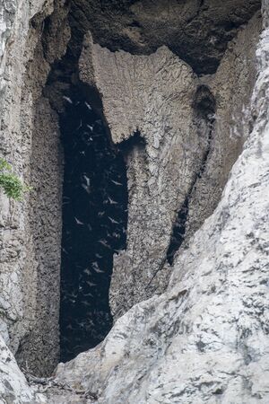 Bath flying out of the Bath Cave at Mount Phnom Sompov near the city of Battambang in Cambodia.  Cambodia, Battambang, November, 2018のeditorial素材