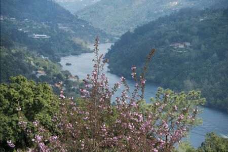 the landscape with the Douro river at the town of Alpendurada, east of Porto in Portugal in Europe.  Portugal, Regua, April, 2019のeditorial素材