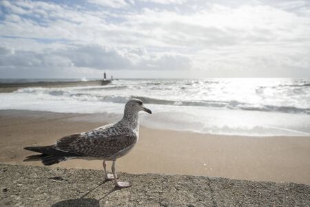a seagull by wind and storm at the beachfront on the coast in the city centre of Porto in Porugal in Europe. Portugal, Porto, April, 2019のeditorial素材