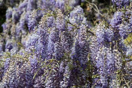 potuguese flowers in a garden at the Douro river, east of Porto in Portugal in Europe.  Portugal, Regua, April, 2019のeditorial素材