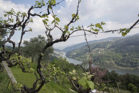 a wine yards at the Douro river, east of Porto in Portugal in Europe.  Portugal, Regua, April, 2019のeditorial素材