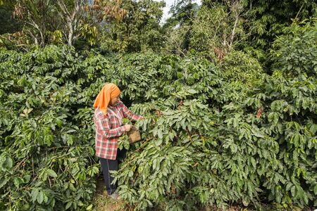 coffee bean harvest on a coffee plantation near the town of Mae Sai on the Border to Myanmar in the Chiang Rai Province in North Thailand.   Thailand, Mae Sai, November, 2019のeditorial素材