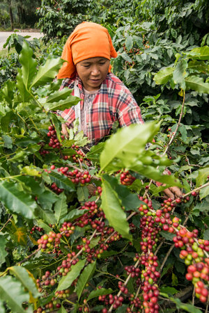 coffee bean harvest on a coffee plantation near the town of Mae Sai on the Border to Myanmar in the...